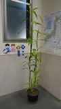 ファイル 5602-1.jpg