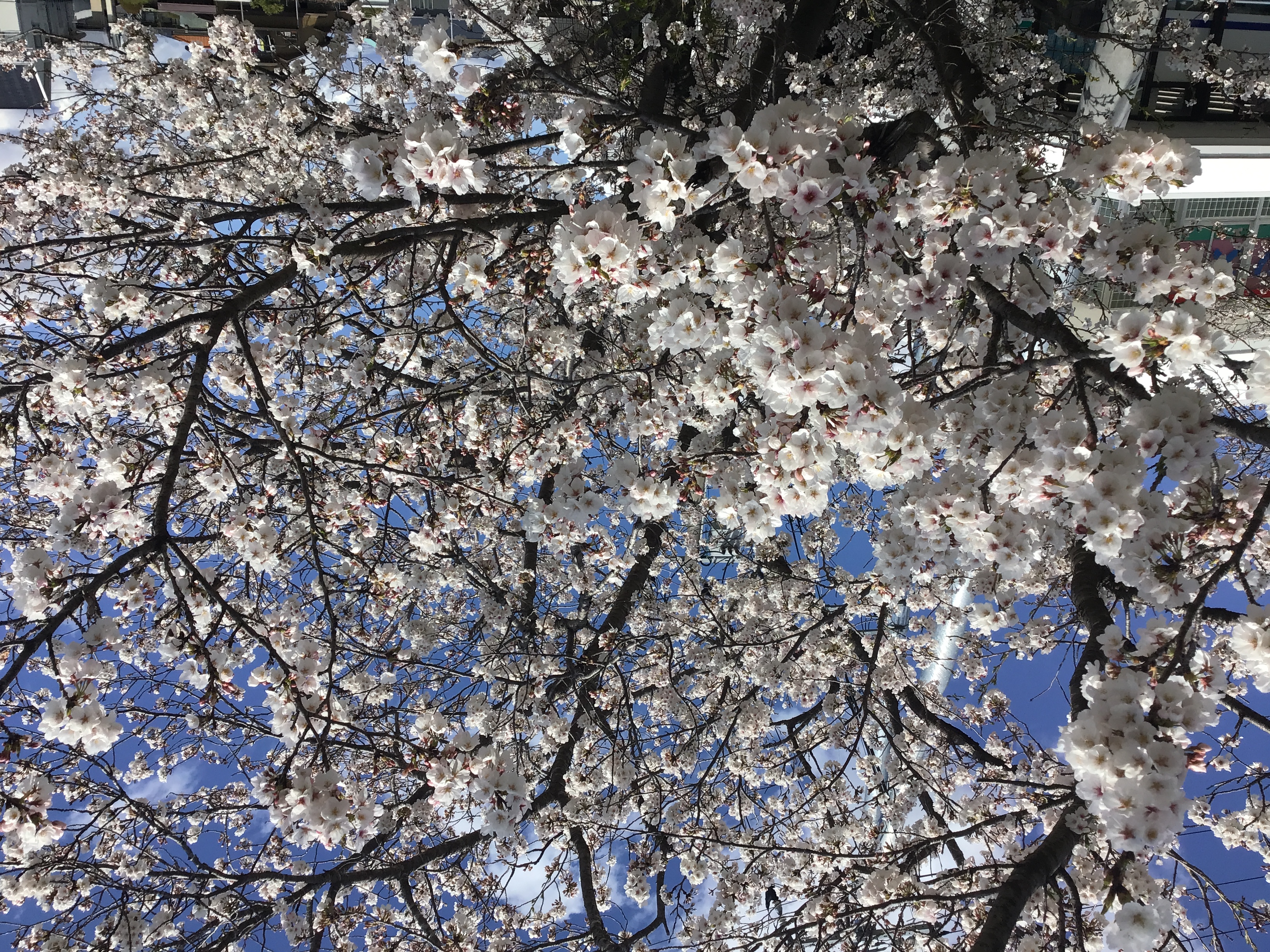 ファイル 5345-1.jpg